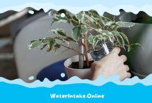 Is Rose Water Beneficial for Your Indoor Plants