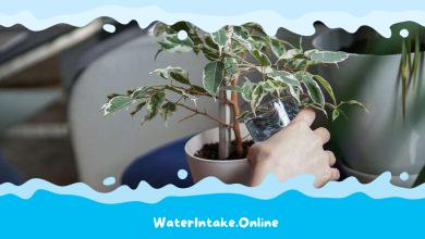 Is Rose Water Beneficial for Your Indoor Plants