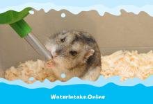 Why is My Hamster Not Drinking Water