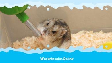 Why is My Hamster Not Drinking Water